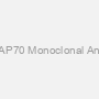 Anti-ZAP70 Monoclonal Antibody